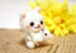 Cat & Kitty