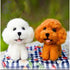 Poodle