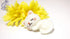 Sleeping White Cat