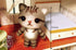 Tabby Cat